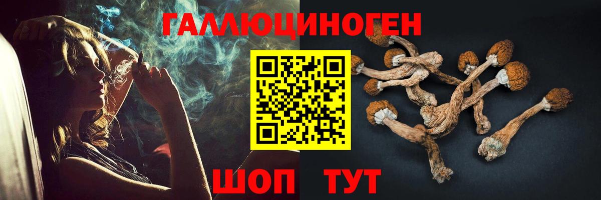 Ефремов  Псилоцибиновые грибы прущие грибы  Галлюциногенные грибы Psilocybine cubensis  Вход с VPN 
